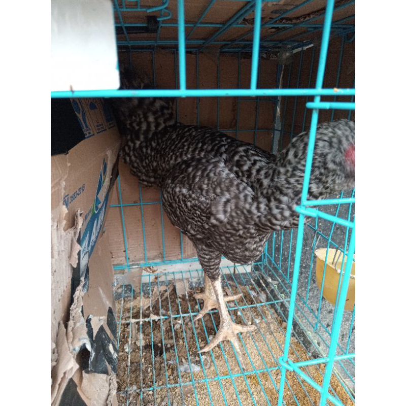 Ayam Pelung Jantan usia 5 bulan