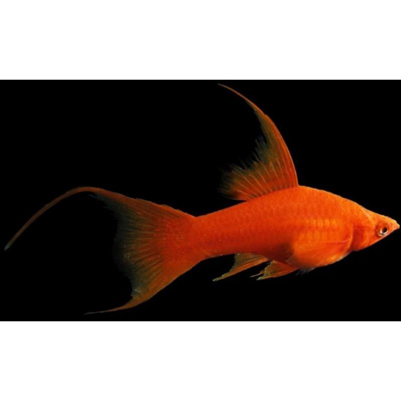 platy simpson lyretail (grade)