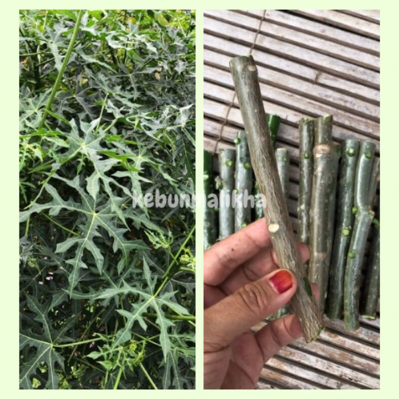 Bibit Tanaman Pepaya Jepang - Batang Tanaman Pepaya Jepang