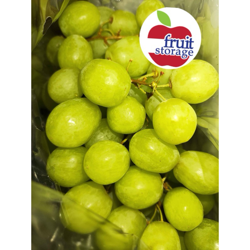 

Buah Anggur Hijau Seedless tanpa Biji Import shine muscat