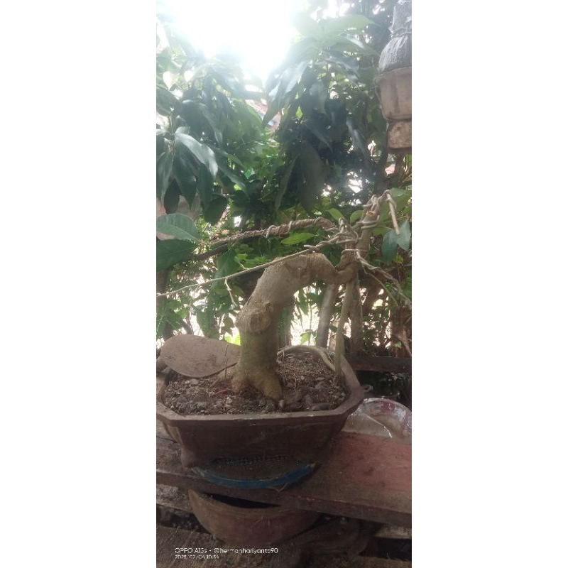 Bonsai Amplas Putih Obral Murah