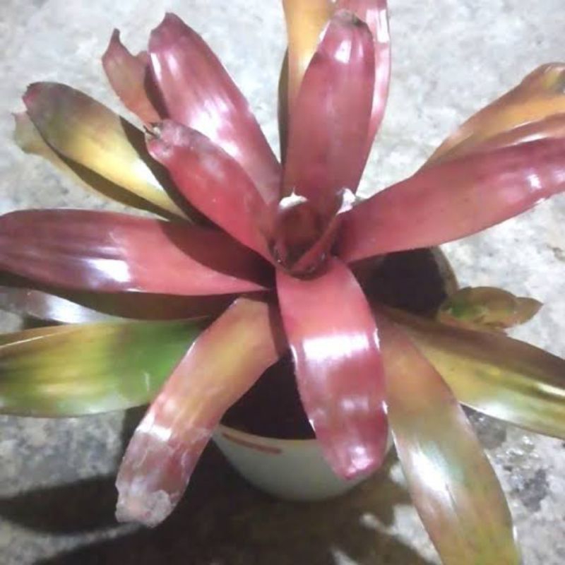 Pohon hias bromelia merah jumbo