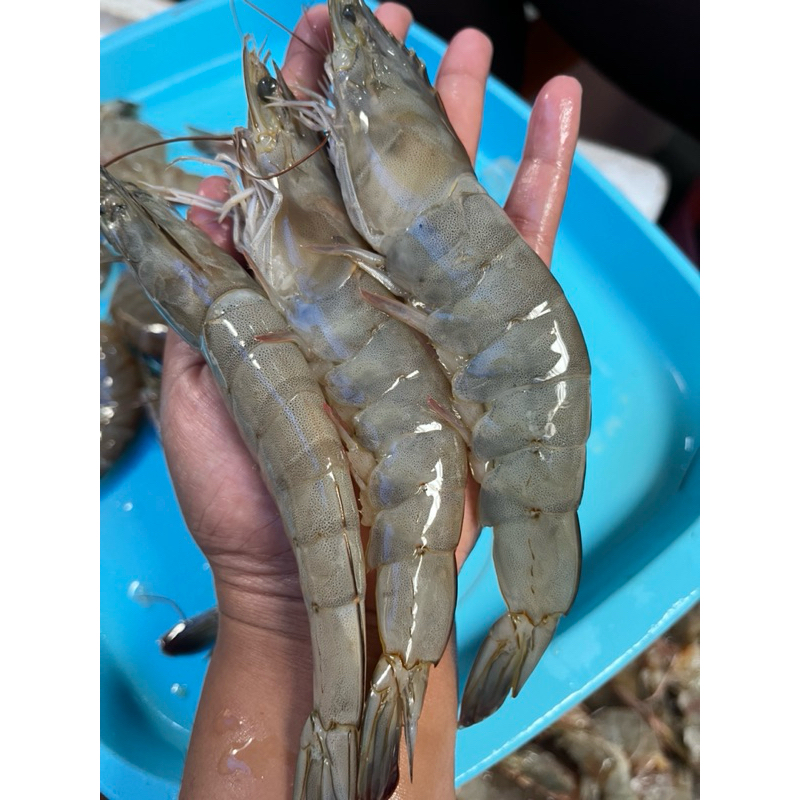 Udang Vaname Size 20-25 Udang Jumbo