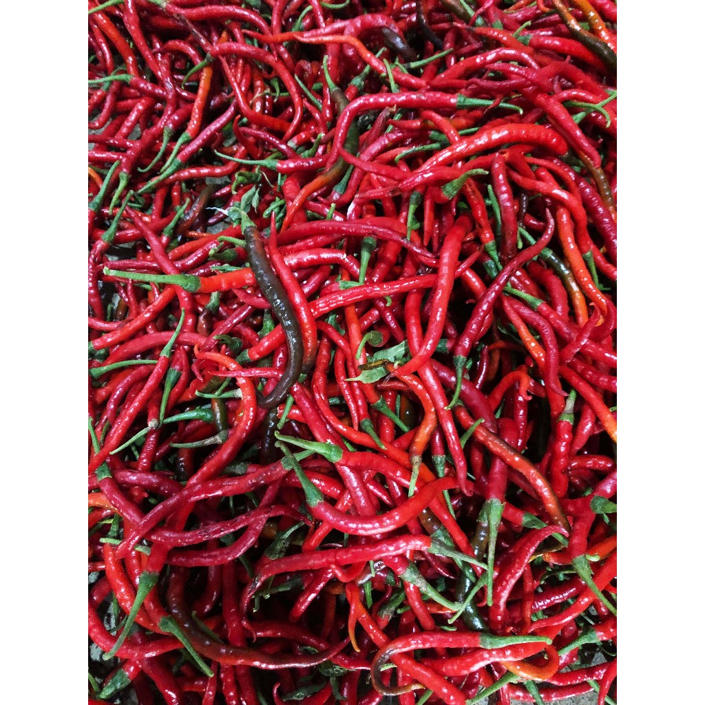 

Cabe/Cabai Merah Keriting 1 KG Segar Asli Blitar