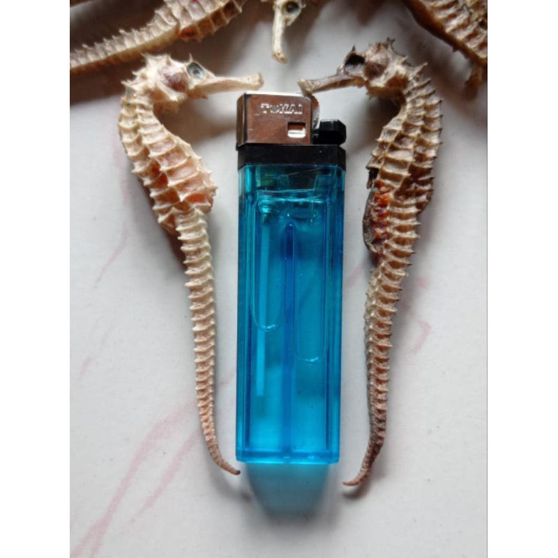 

Kuda Laut Kering Grade A Kualitas Super 8cm-10cm (1biji)