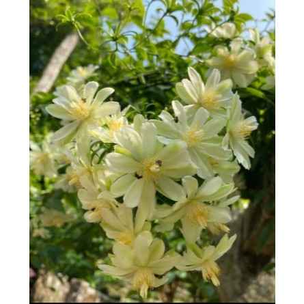 Tanaman Pareskia Aculeata / Lemon Vine / Ora pronobilis