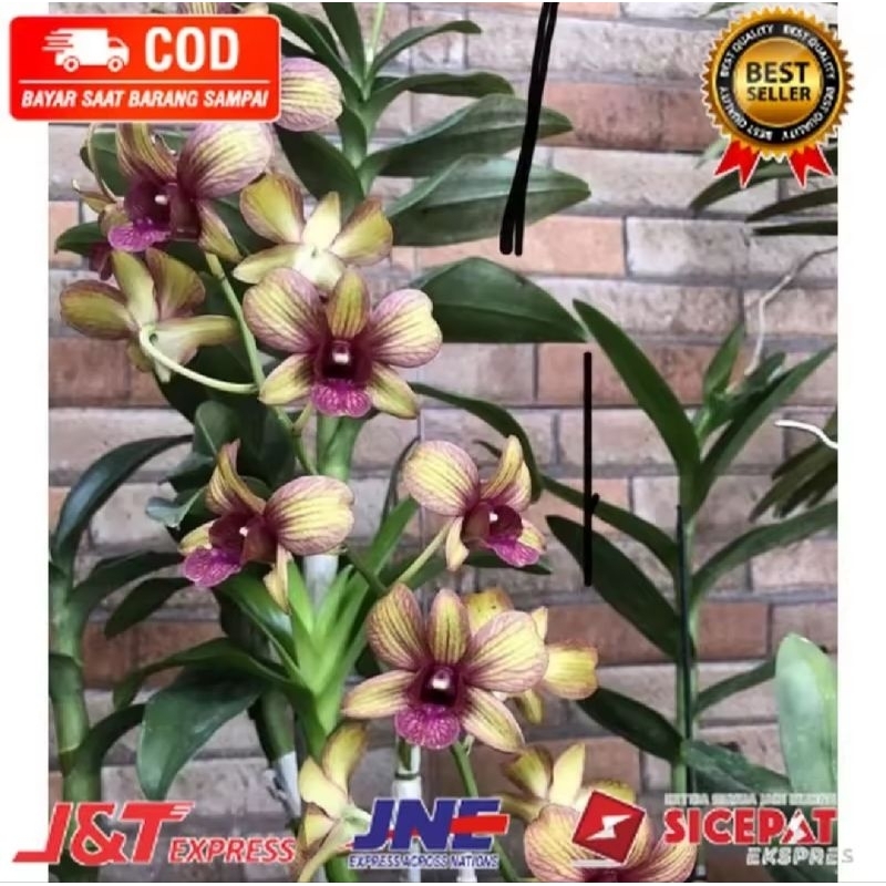 ( KNOP / SPIKE )  ANGGREK DENDROBIUM PURPEL DRAK-sudah Knop/Spike-DENDROBIUM ( KNOP / SPIKE )  ANGGR