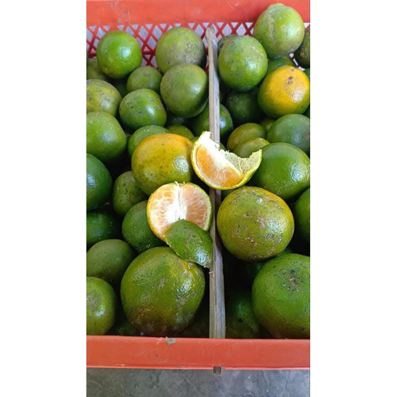 

Jeruk Keprok Semboro Peras & Manis (Fresh 1kg)