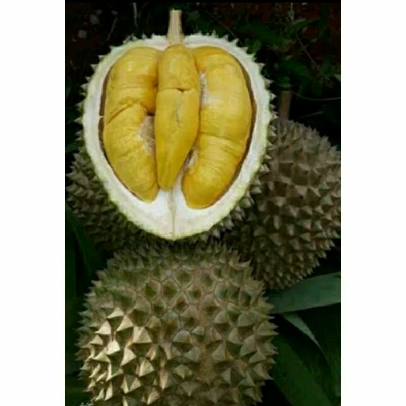 

DURIAN MUSANG KING