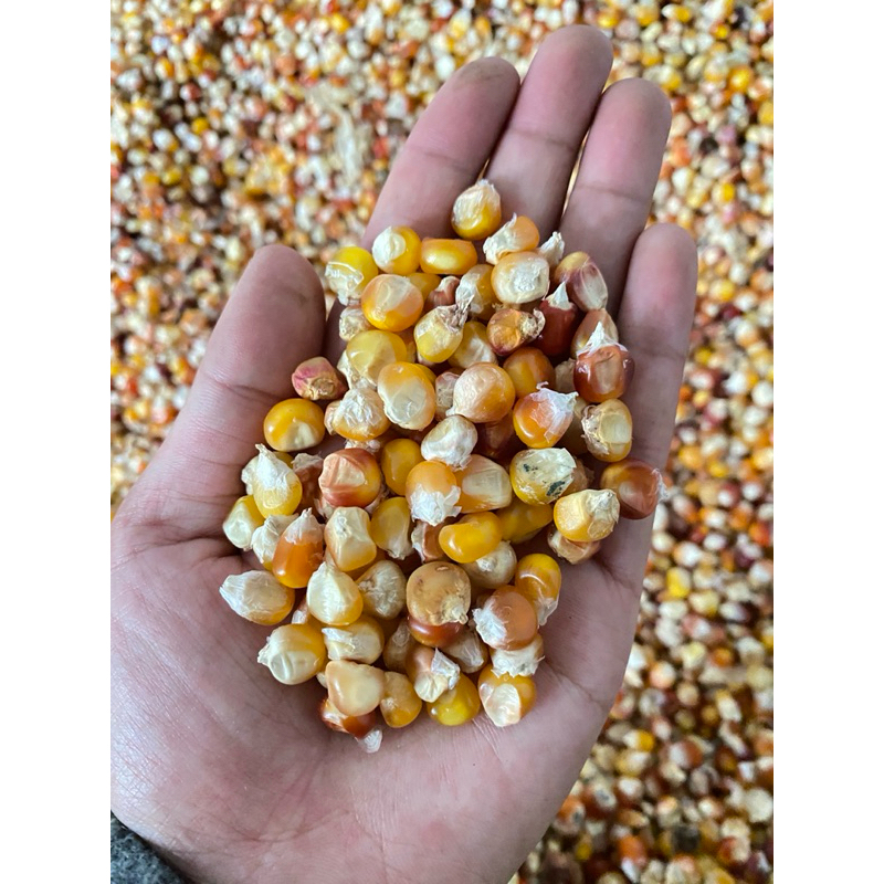 JAGUNG PIPIL / jagung kering / jagung pakan burung / jagung pakan ternak / jagung hibrida