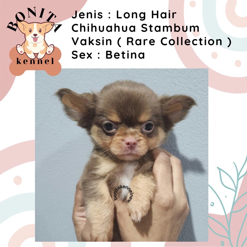 Chihuahua Stambum Long Hair Anak Anjing CHH Chihuahuaua Jantan Betina