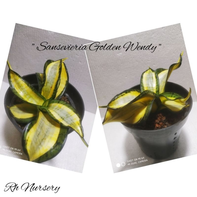 Sansevieria Golden Wendy