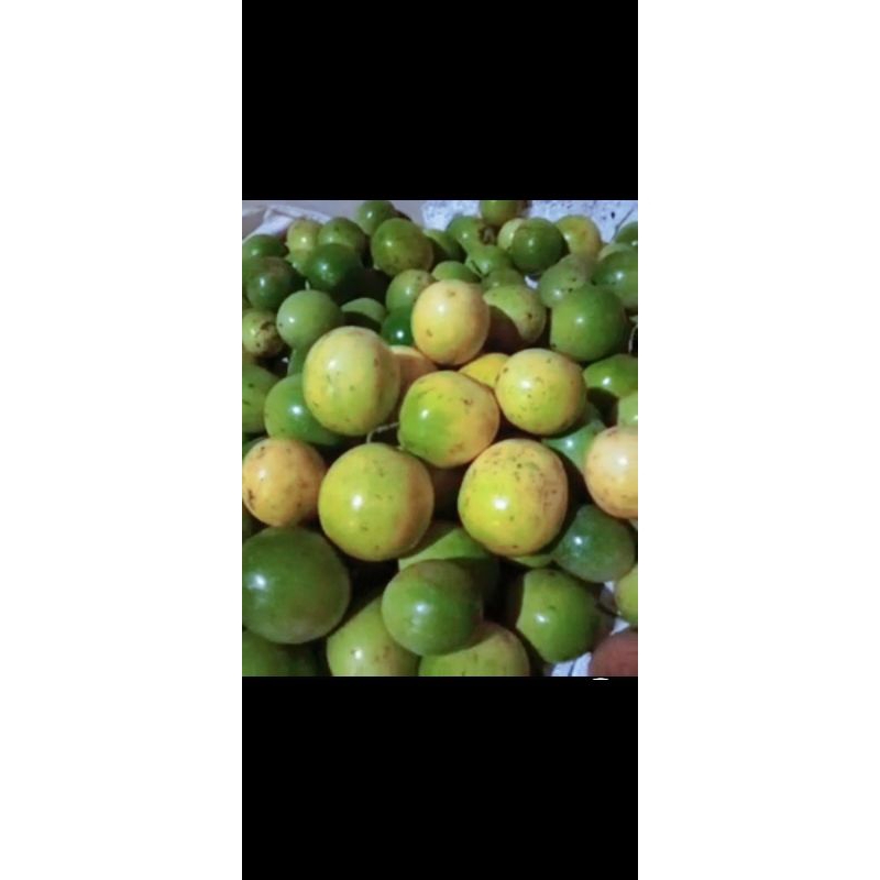 

MARKISA FRESS LANGSUNG DARI POHON