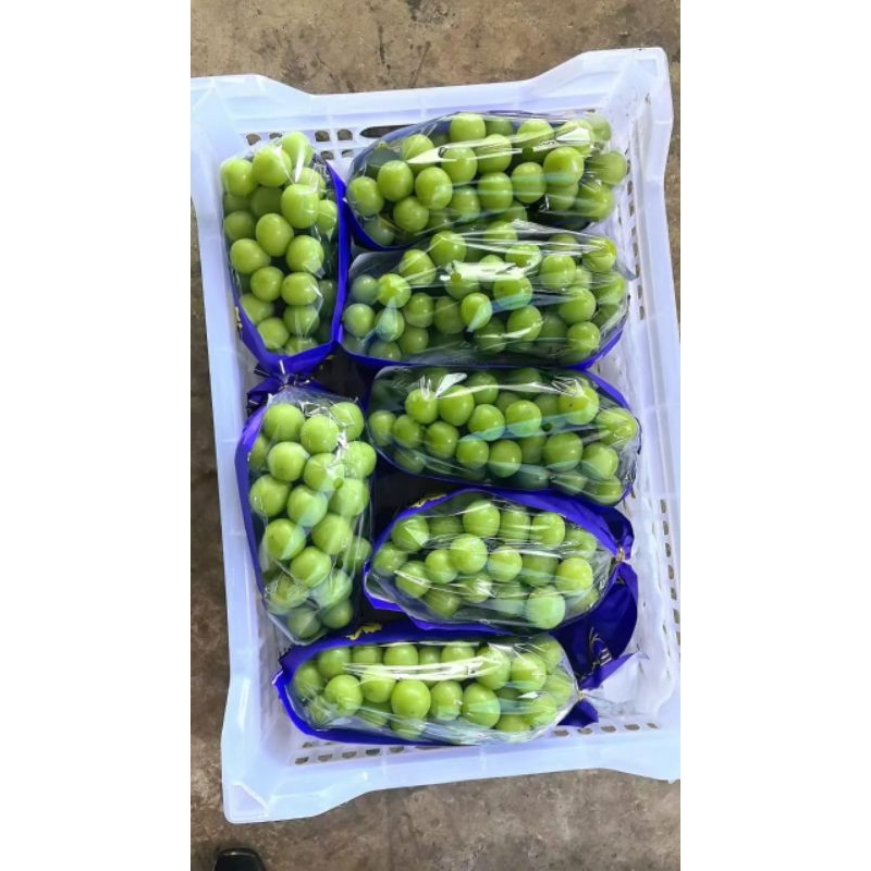 

Bibit anggur Shine Muscat Ori