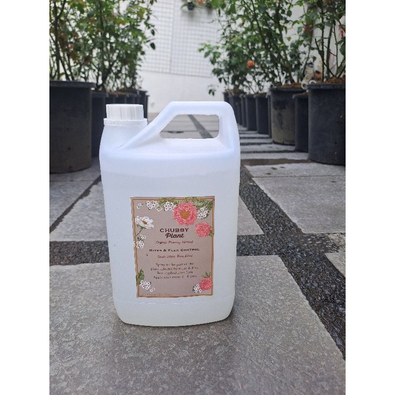 Chubby Plant pestisida siap spray flea control mite pakai tanaman hias mawar david austin isi ulang
