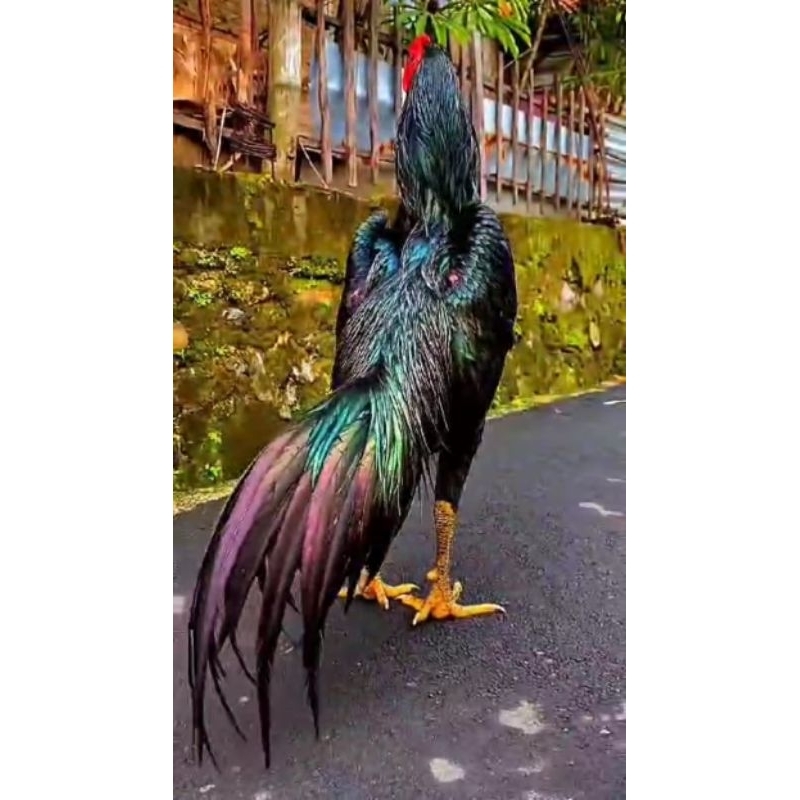 TELUR AYAM  BANGKOK Clasik siap DI TETASKAN