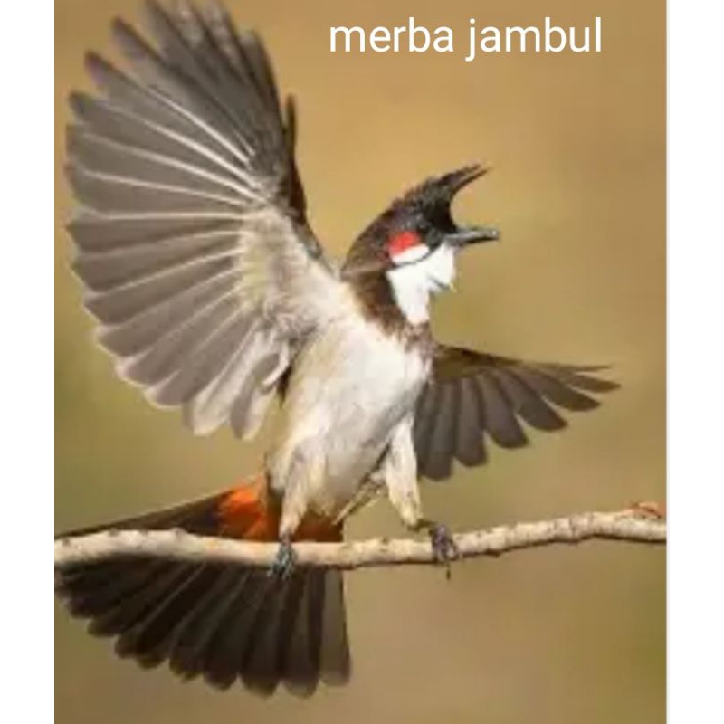Merba Jambul/kutilang jambul