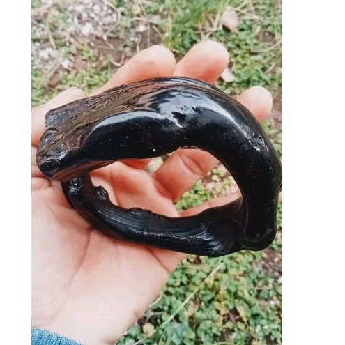 akar bahar hitam cabang