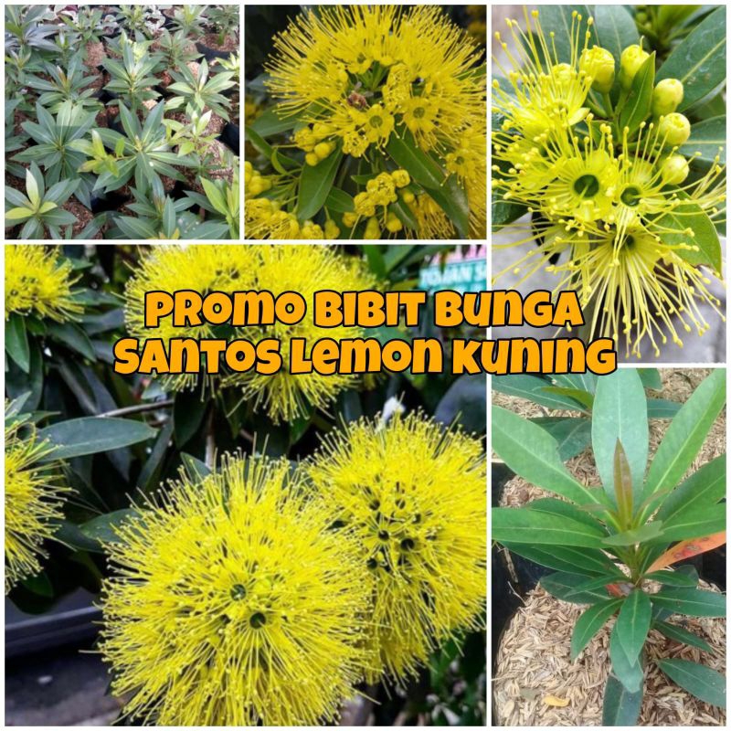 BIBIT BUNGA SANTOS LEMON KUNING ORIGINAL