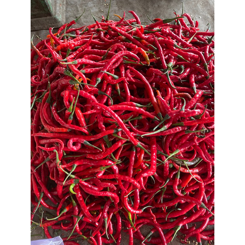 

cabe merah keriting