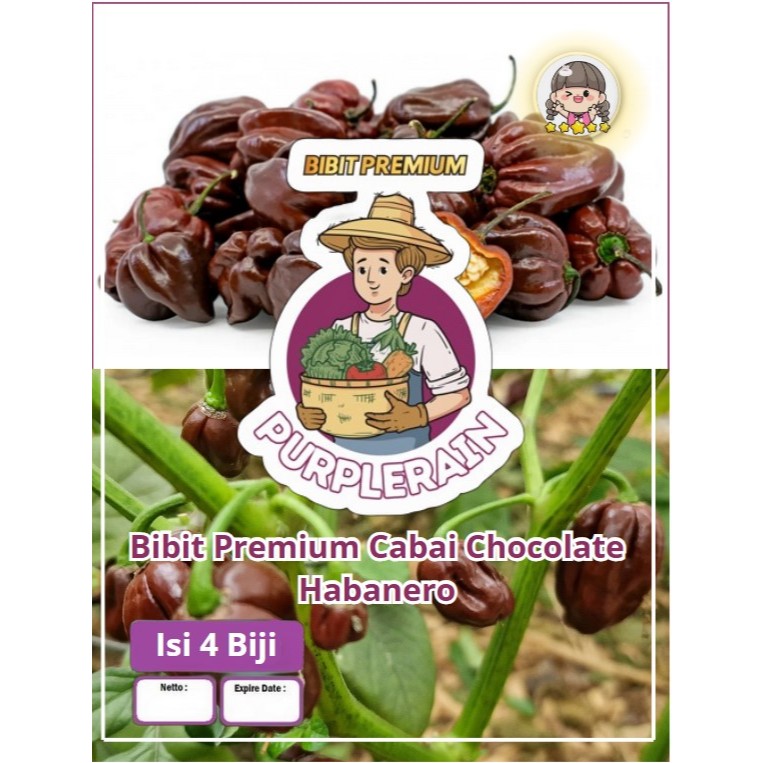 Bibit Premium Cabe Chocolate Habanero | Biji Benih Cabe Coklat Habanero