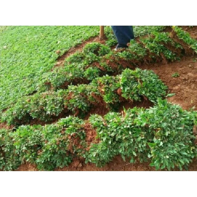 rumput gajah mini per 1meter