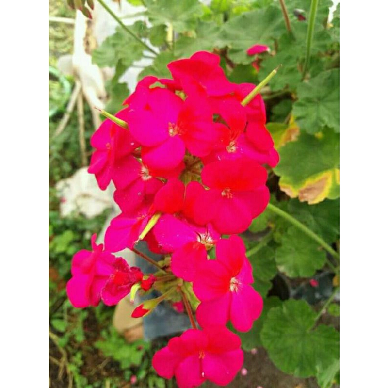 Tanaman geranium