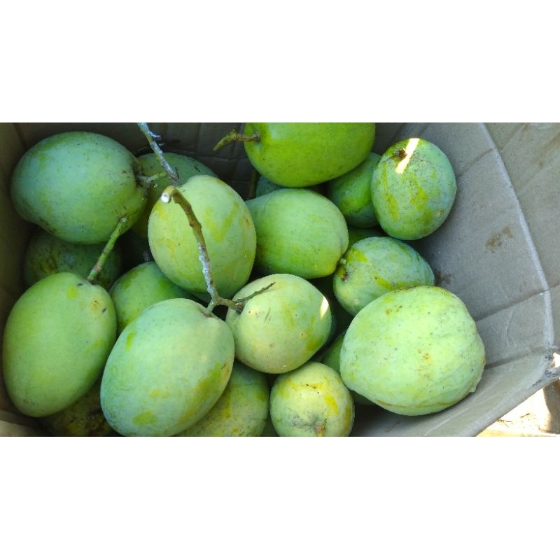 

Mangga Indramayu/cengkir asli cirebon 1kg