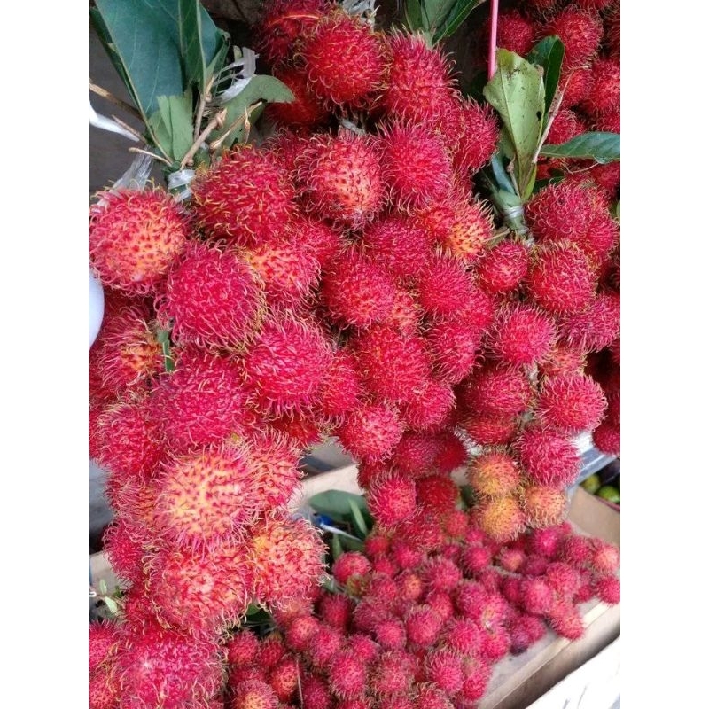 

rambutan aceh segar per gedeng/ikat 1kg