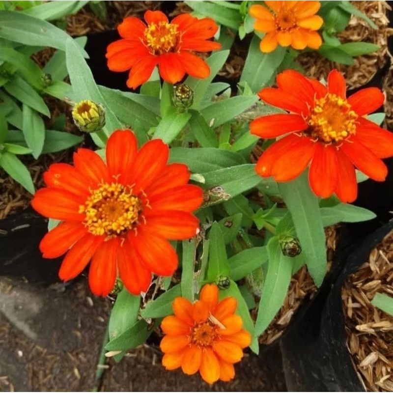 tanaman hias bunga kertas bunga zinia mini
