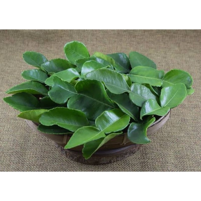 

daun jeruk purut segar 200 gr