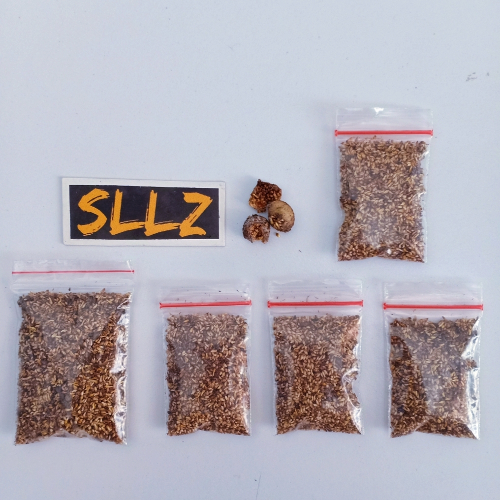 Benih  / Biji Pohon Bodhi Asli (Ficus religiosa)