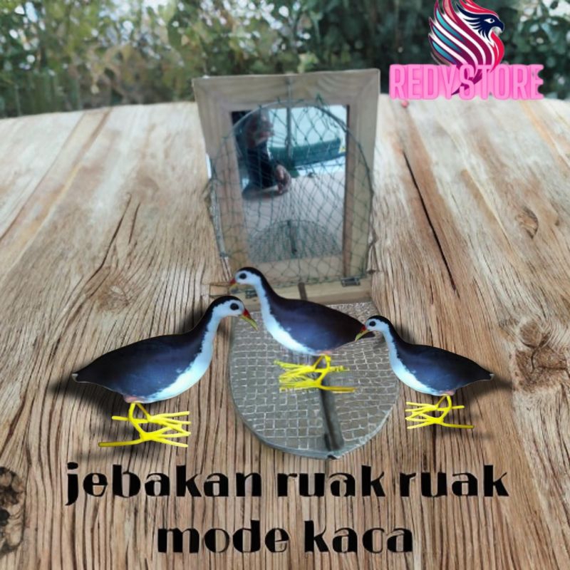 jebakan burung ruak ruak, tekukur, puyuh