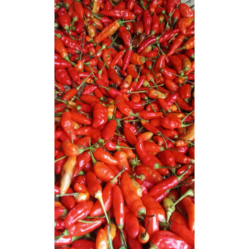 

Cabe Rawit Pedas 1 Kg Cabai Segar