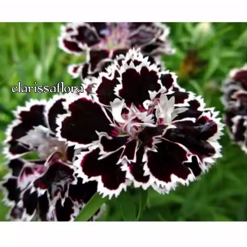 ADENIUM BUNGA TUMPUK BLACK DRAGON CABANG SERIBU ADENIUM BUNGA TUMPUK BLACK DRAGON CABANG SERIBU