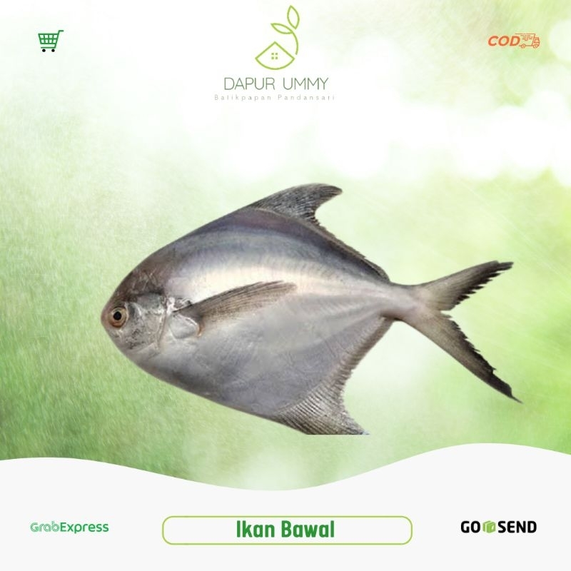 

BAWAL • Ikan Bawal Segar 1kg