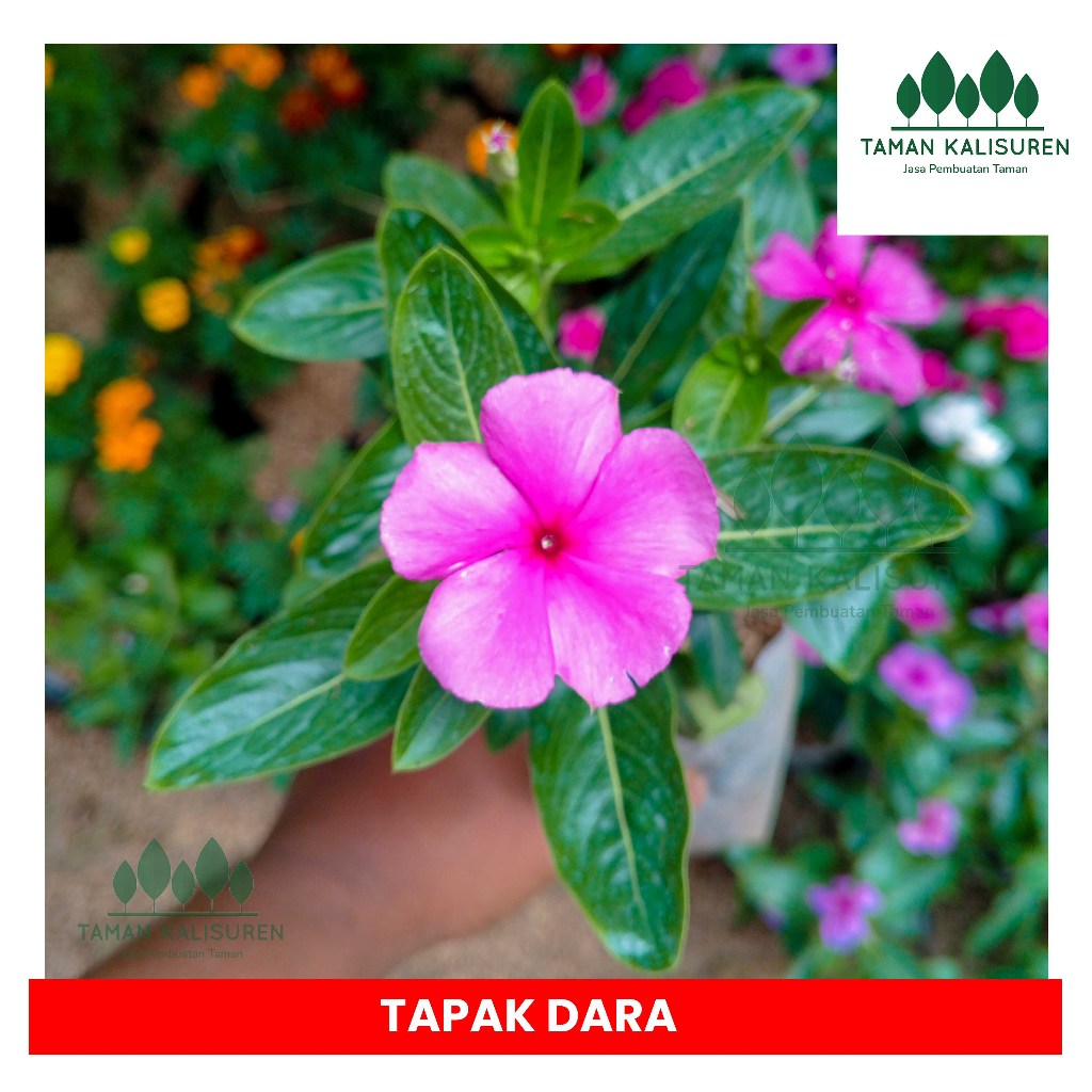 Tanaman Hias Tapak Dara Bibit Tanaman Hias tapak dara bunga  vinca