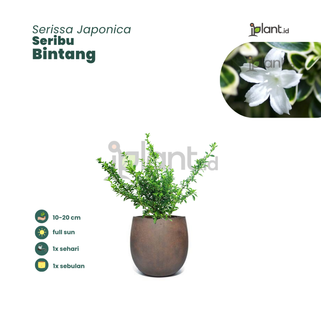 [iplant_shop] Seribu Bintang / Serissa