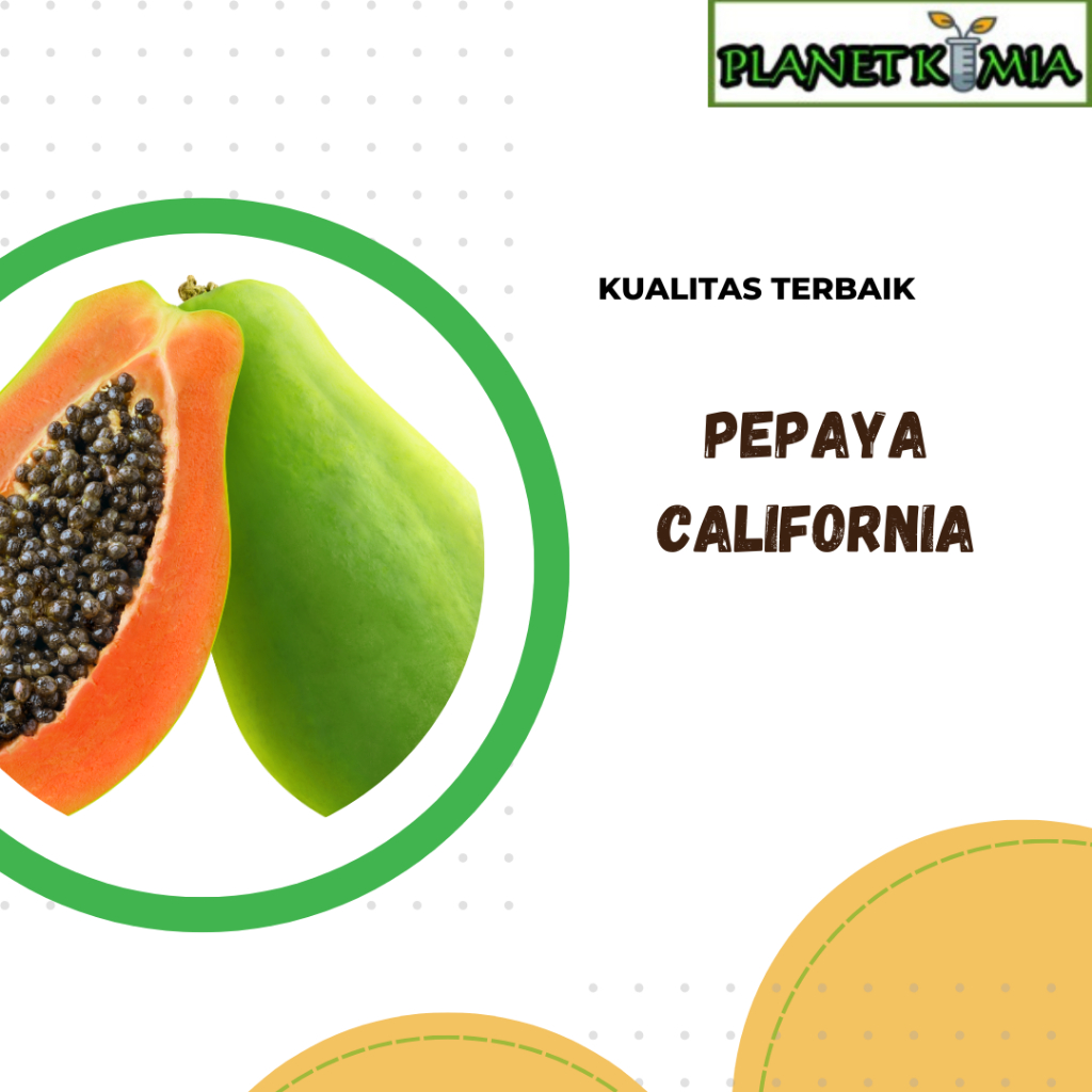 

ekstrak, daging buah pepaya california best product