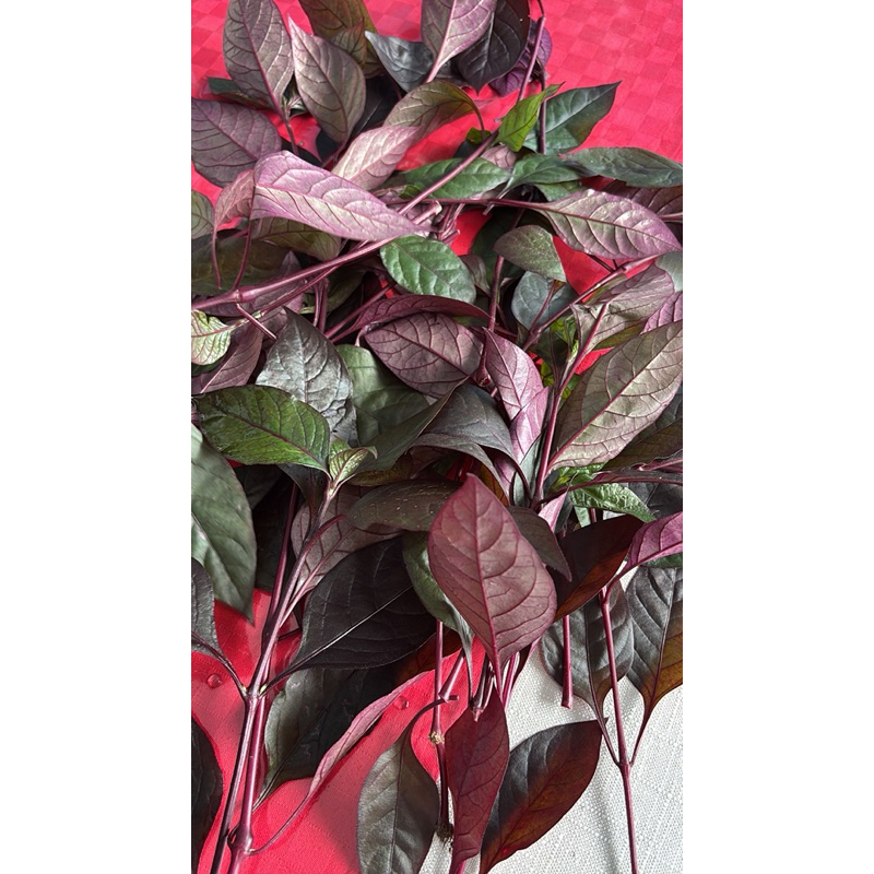 

Daun Ungu untuk obat ambeien