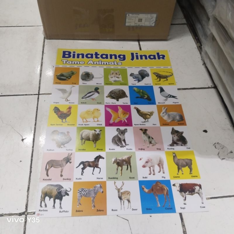 poster belajar hewan poster hewan