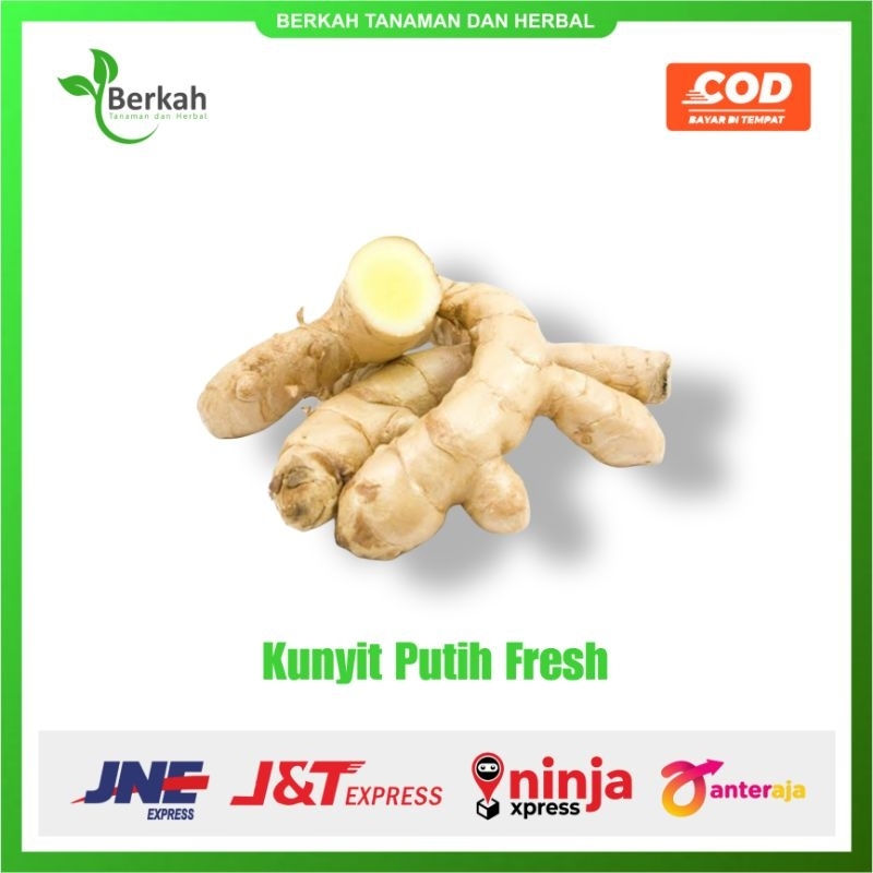 

Kunyit Putih (Curcuma Zedoaria) Fresh 1kg Koneng Bodas Segar Termurah