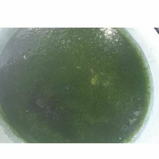 Lumut umpan ikan nila / siam