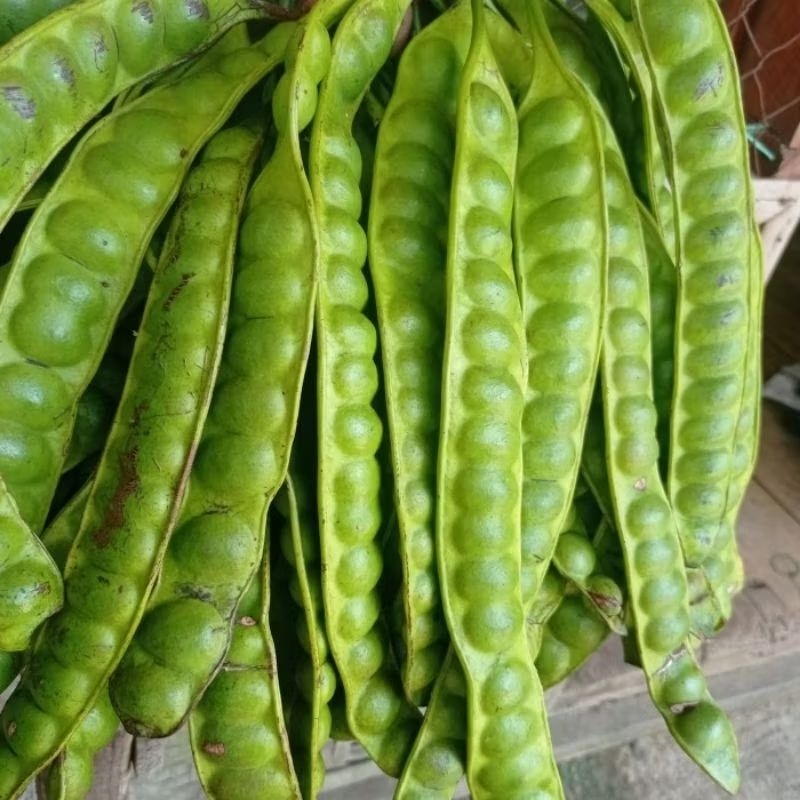 

pete/petay segar isi 5 papan