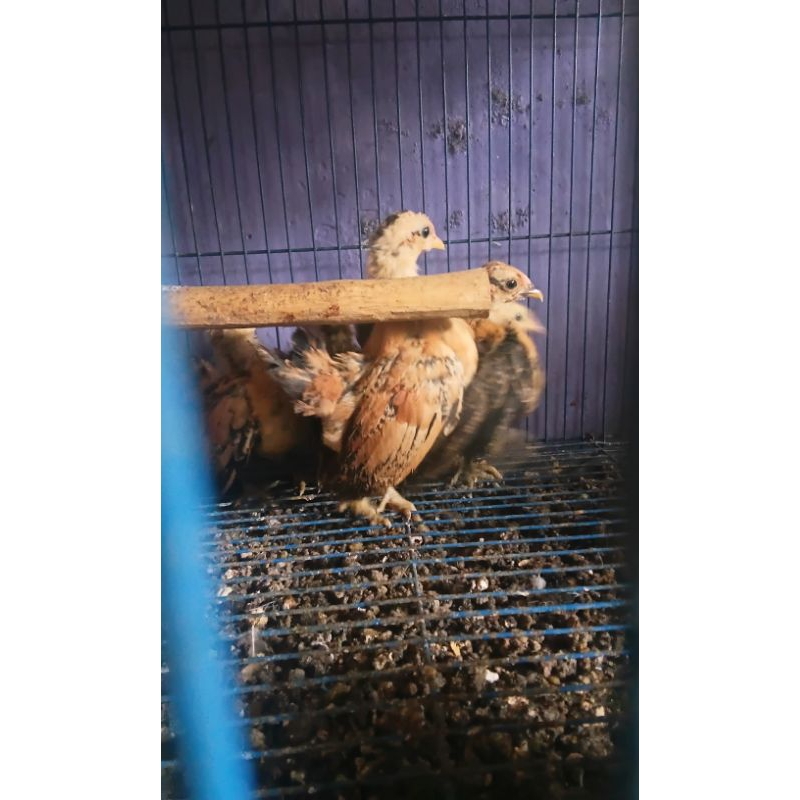 Anakan ayam serama  (pengiriman khusus jawa barat dan jabodetabek)