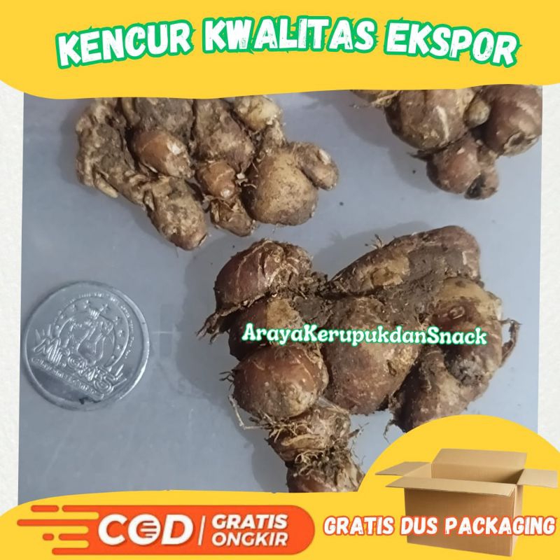 

[ 1 Kg ] Kencur Segar - Cikur Segar - Cikur Seblak - Seblak Cikur - Bumbu Seblak Kencur Seblak - Kencur Segar - Kencur Fresh - Bibit kencur - Rempah-rempah - Kencur Besar