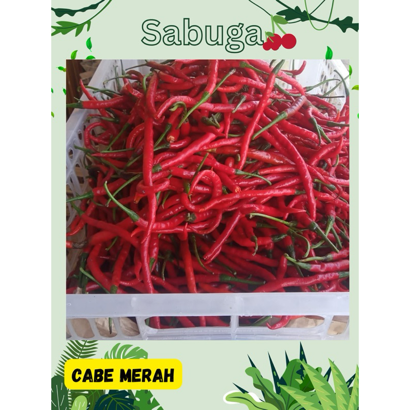 

CABE MERAH SEGAR