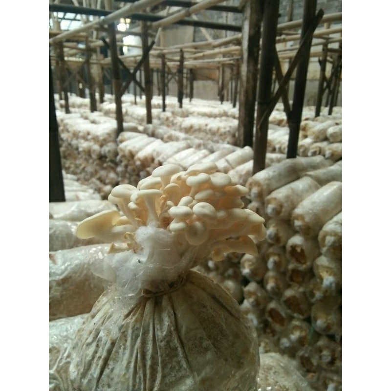 

bibit jamur tiram putih