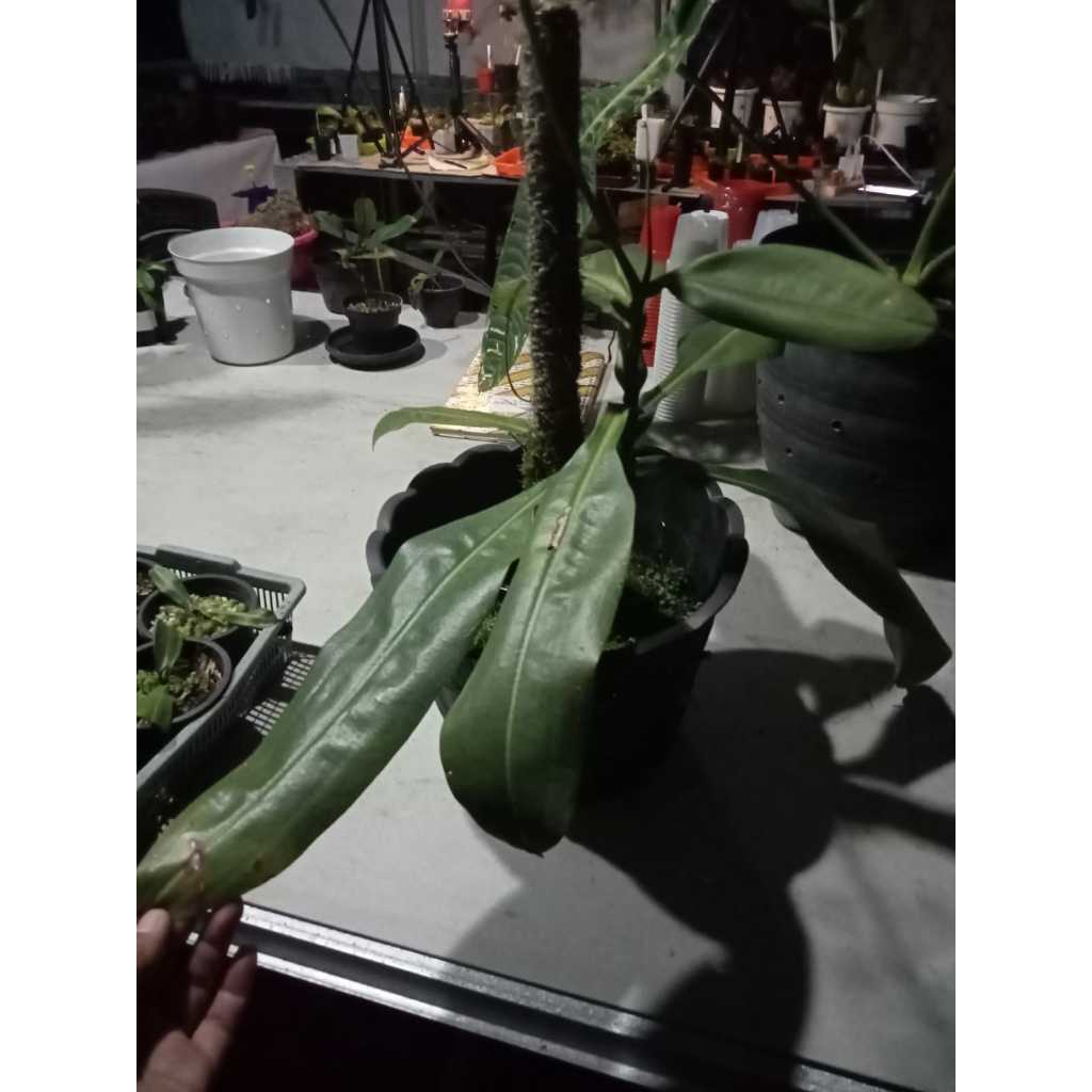 Nepenthes Miranda Tanaman Carnivora