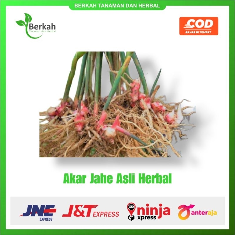 

Akar Jahe Segar per 100 gram Obat Herbal Alami Fresh